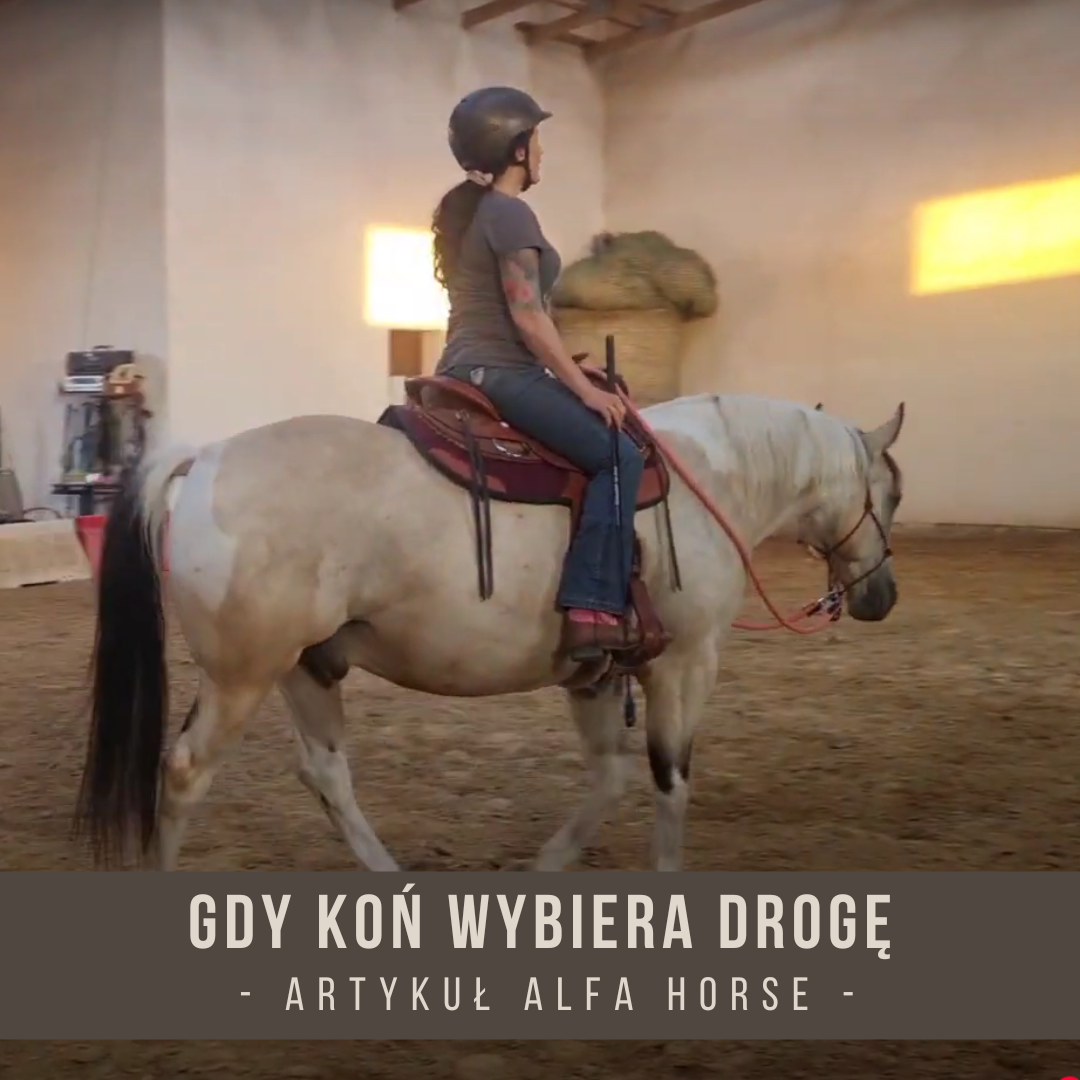 gdy_kon_wybiera_droge_ktora_jedziemy