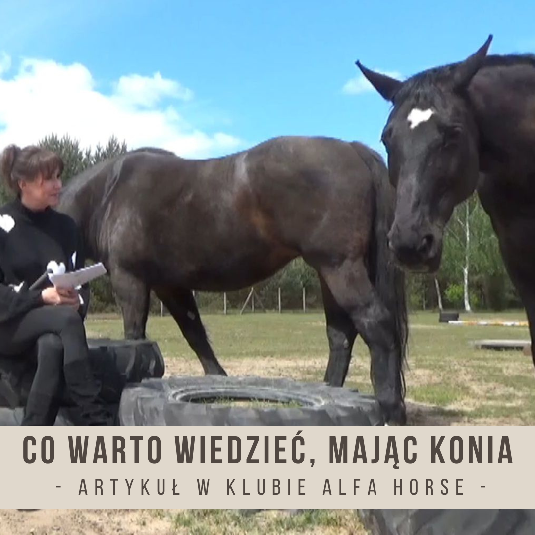 co_warto_wiedziec_majac_konia