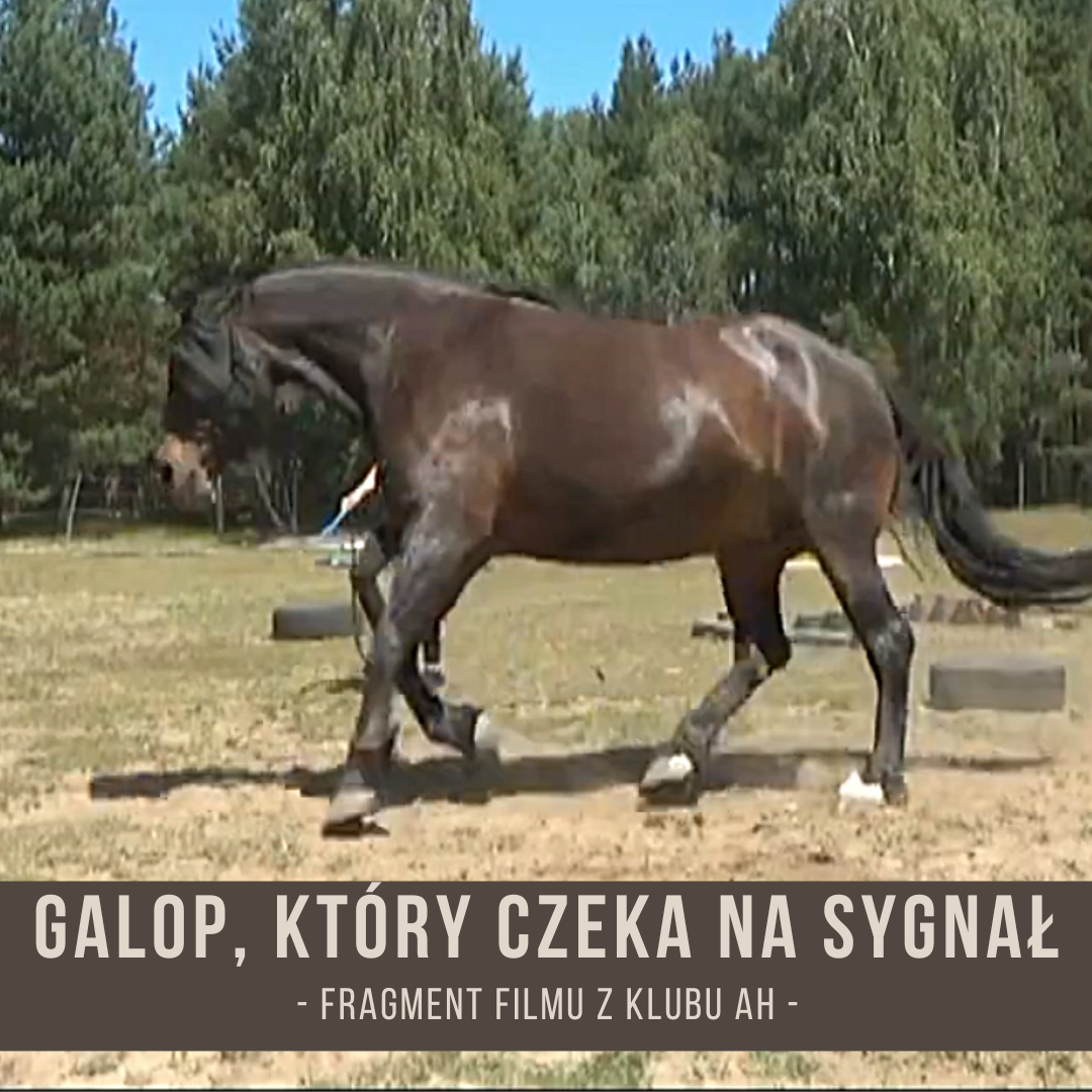 galop_ktory_czeka_na_sygnal