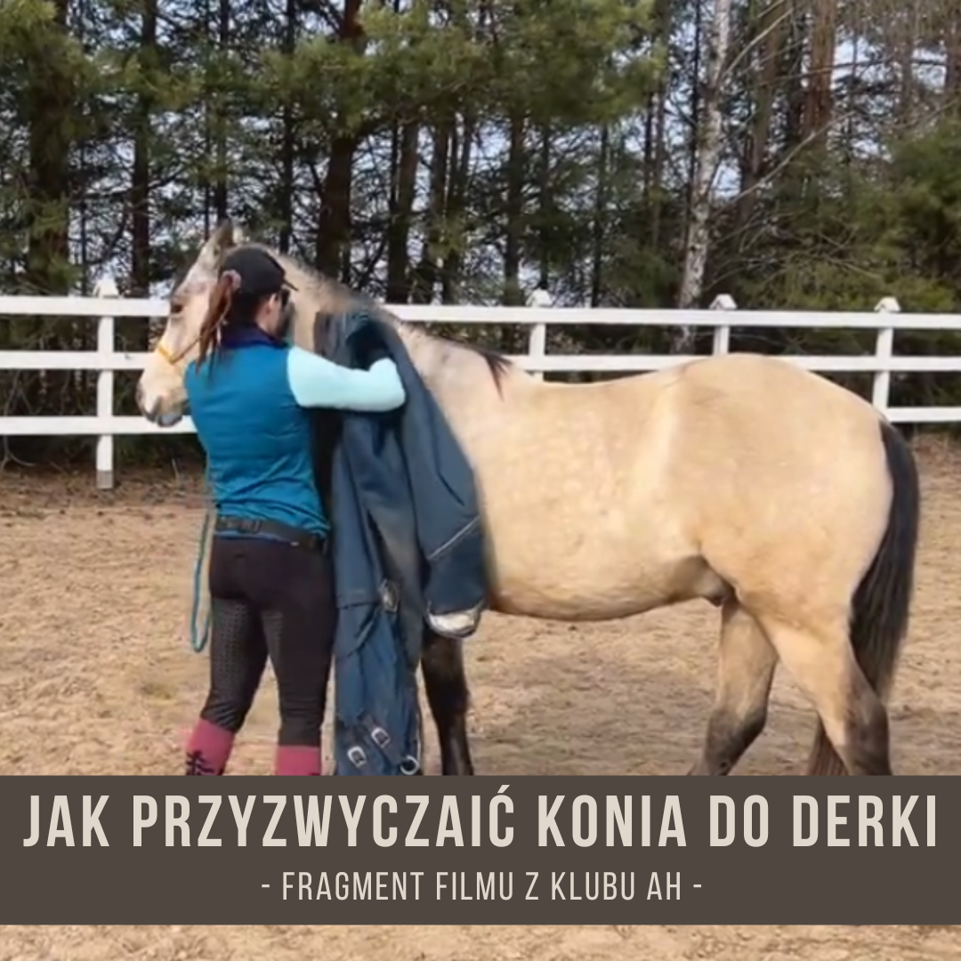 jak_przyzwyczaic_konia_do_derki