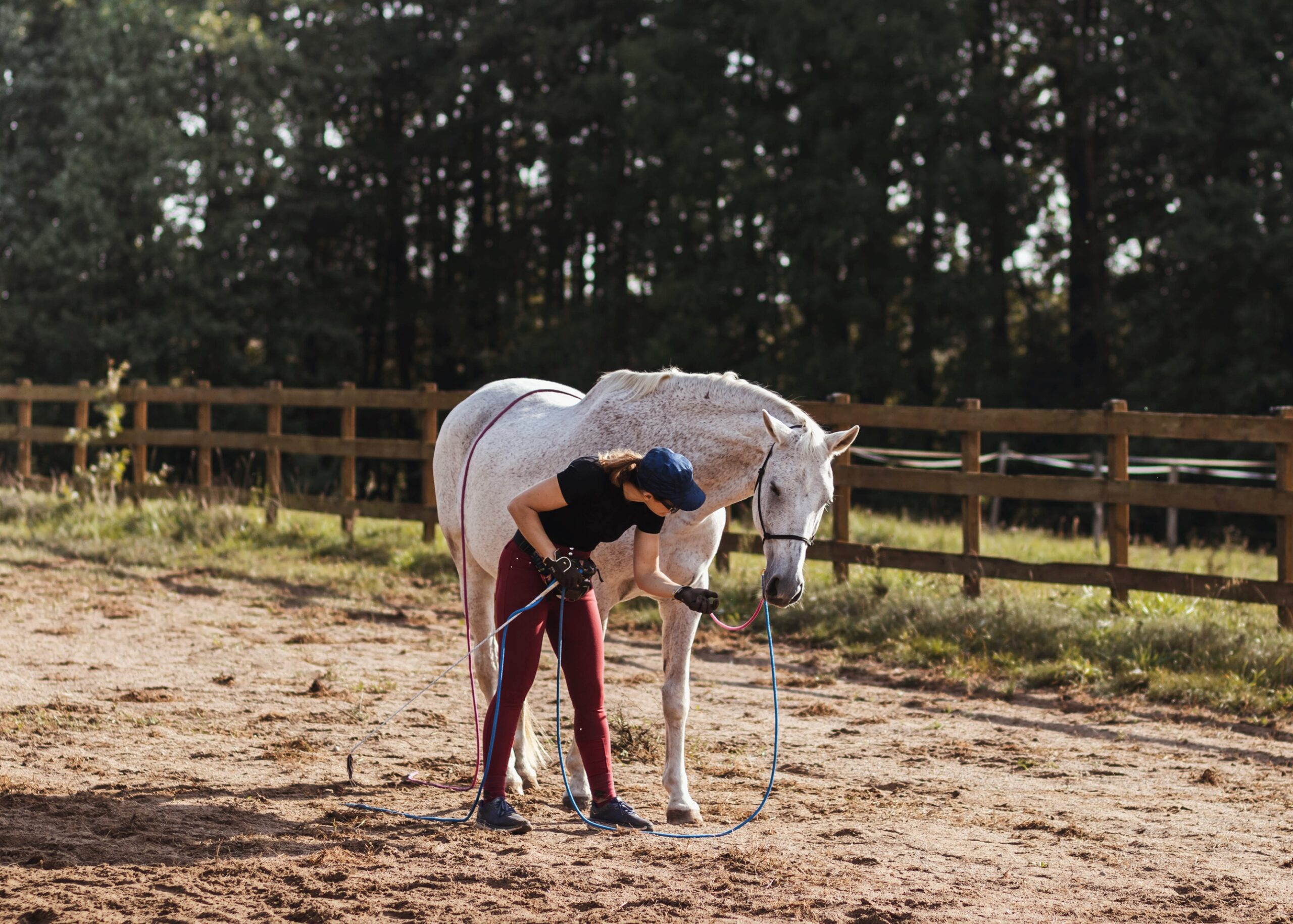 joanna_tylenda_trener_alfa_horse