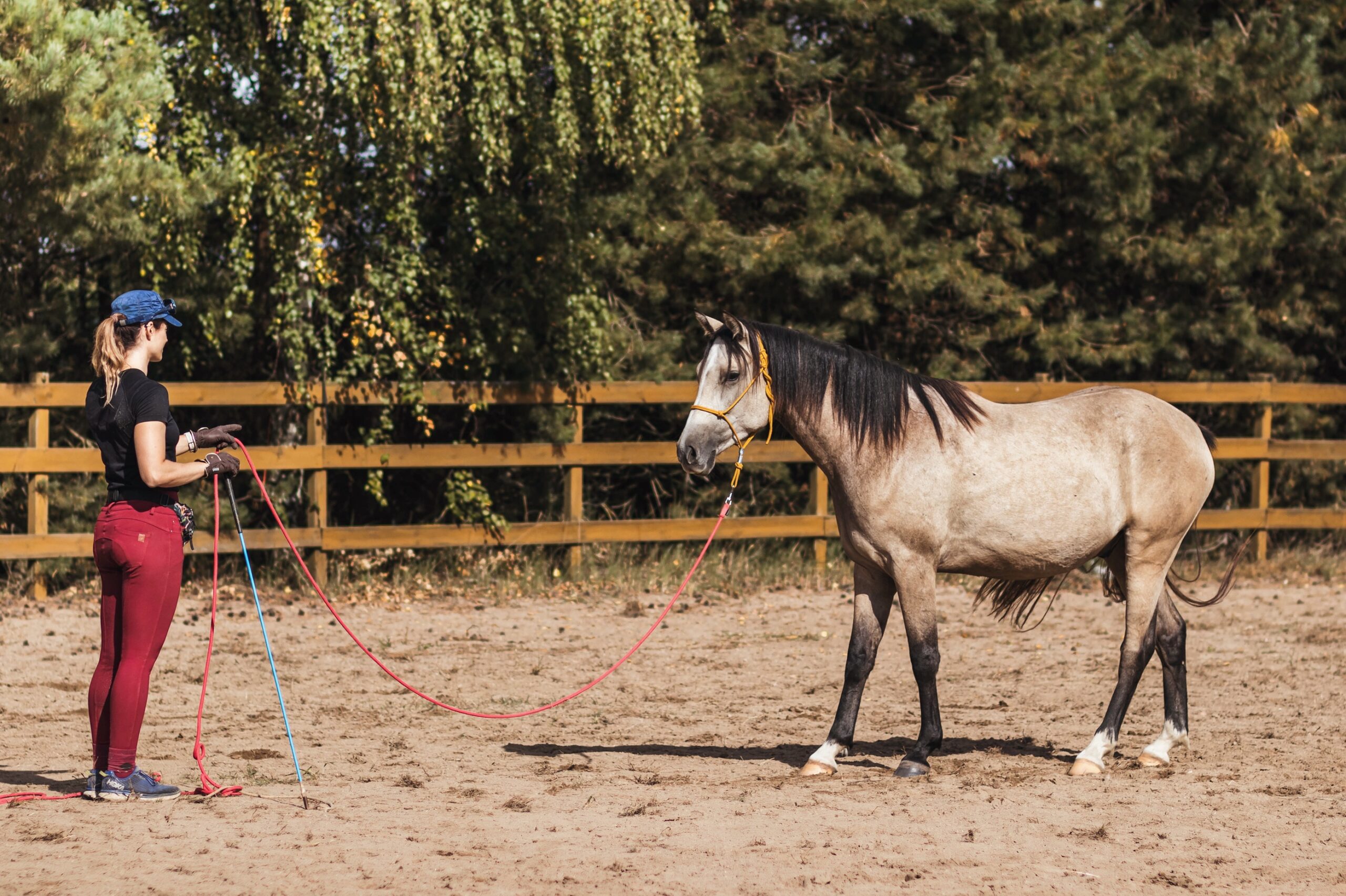 joanna_tylenda_trener_alfa_horse