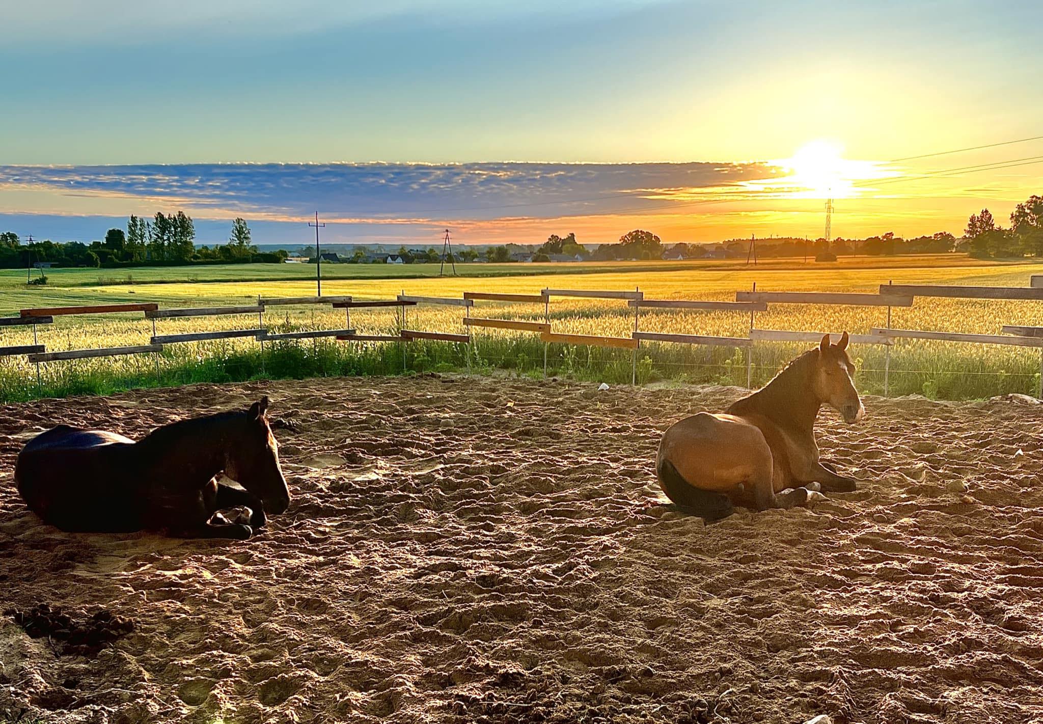 paulina_nawotka_trener_alfa_horse