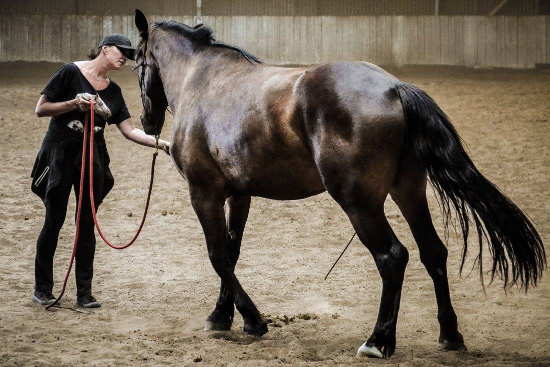 beata_choruz_trener_alfa_horse