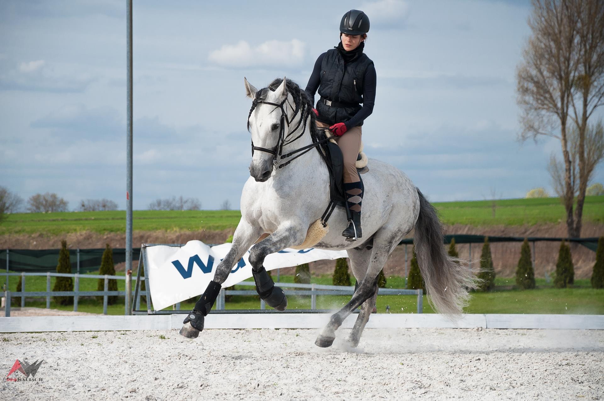 joanna_tylenda_trener_alfa_horse