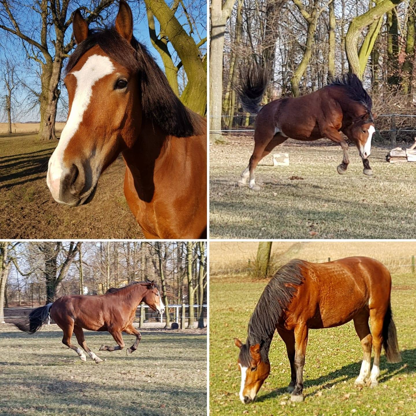 monika_obidowska_trener_alfa_horse