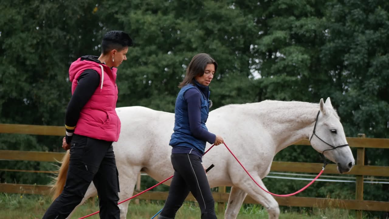 marta_kwiecien_trener_alfa_horse