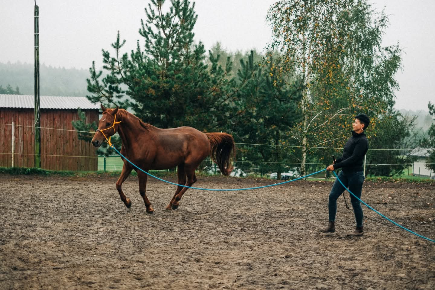 marta_kwiecien_trener_alfa_horse