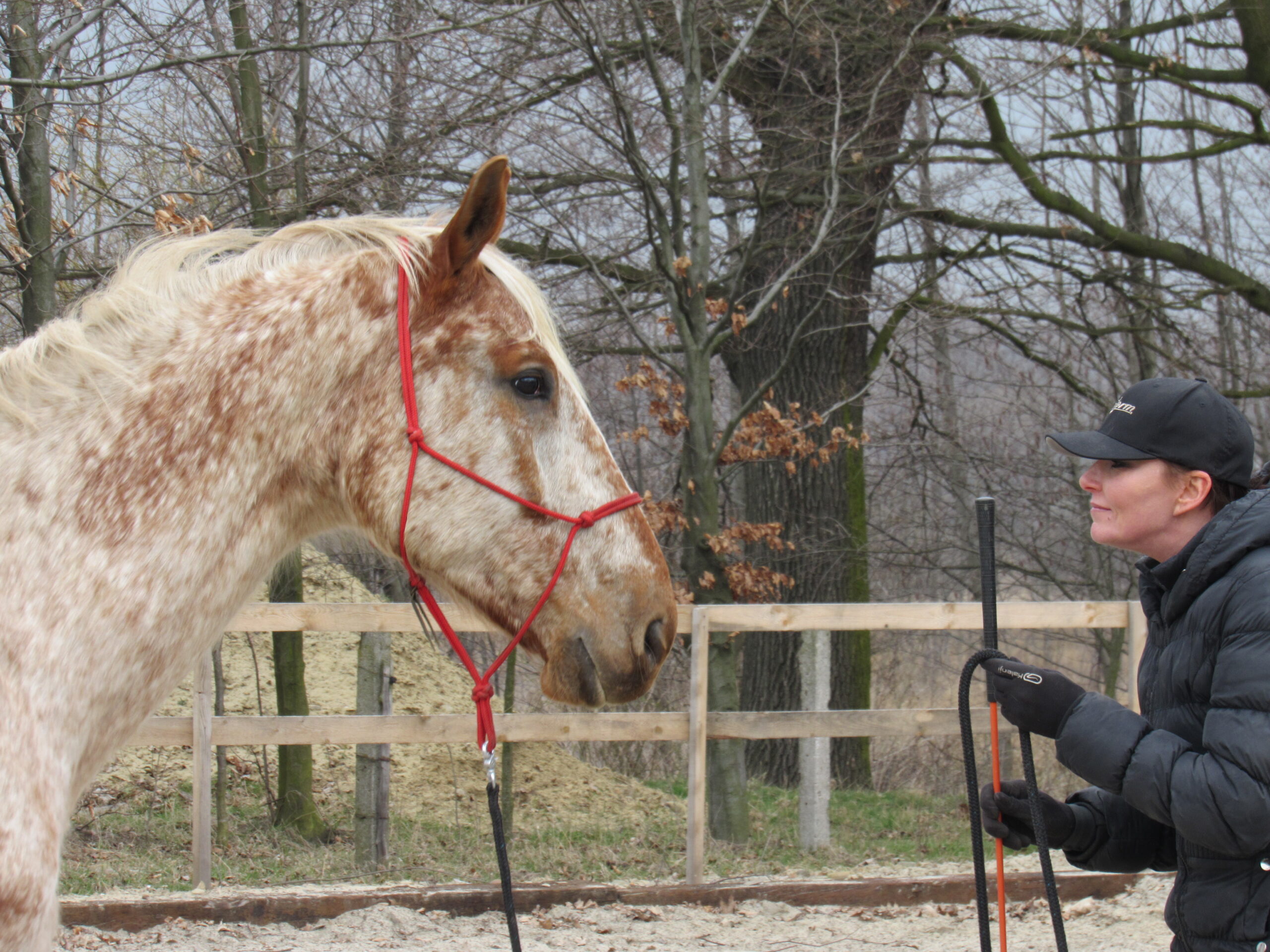 beata_choruz_trener_alfa_horse