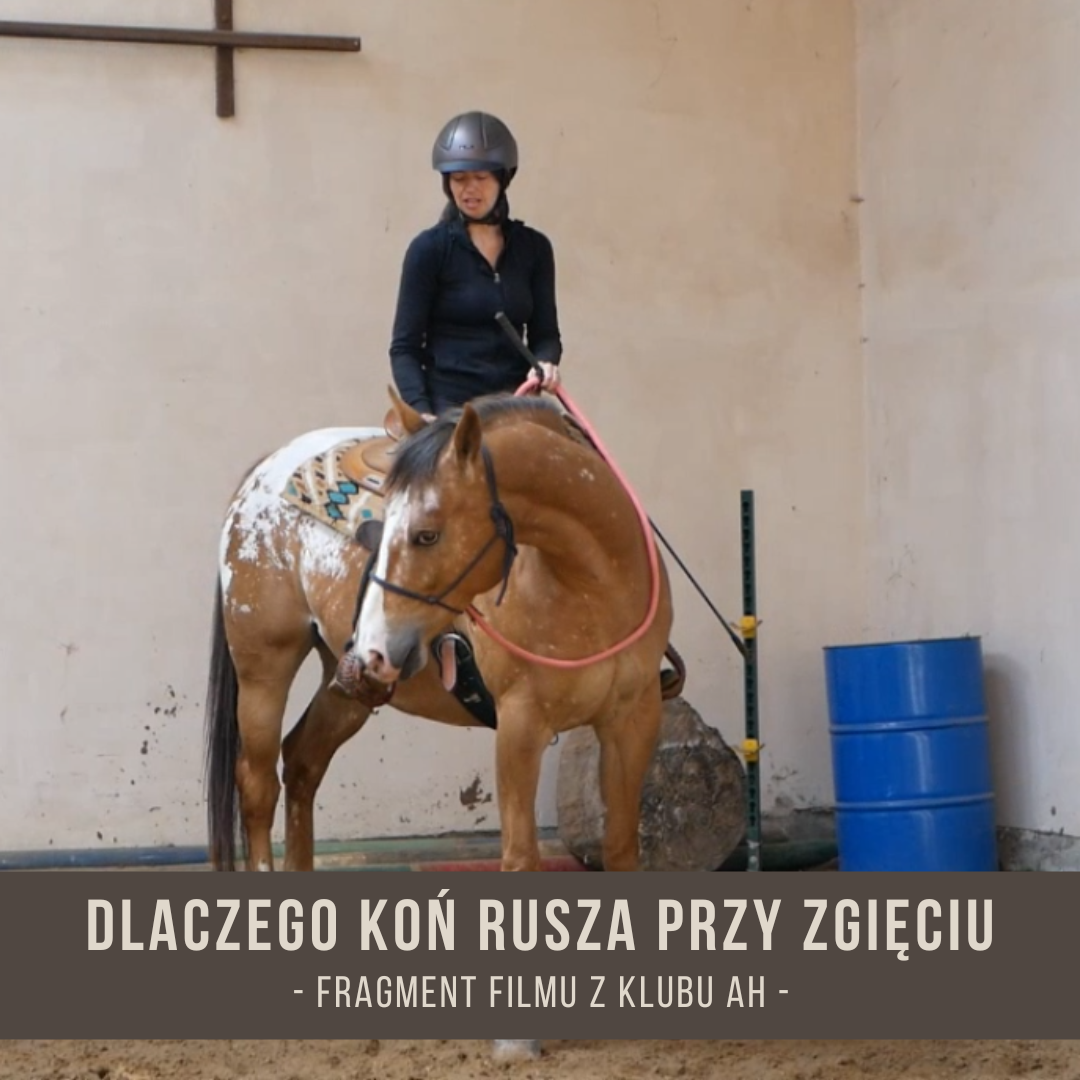 dlaczego_kon_rusza_przy_zgieciu