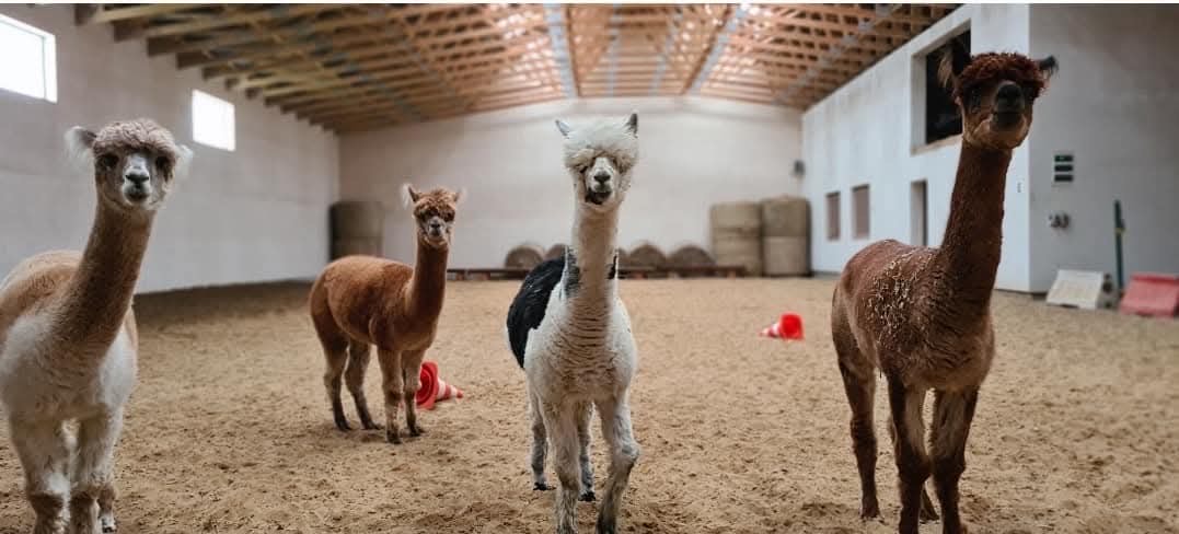monika_obidowska_trener_alfa_horse