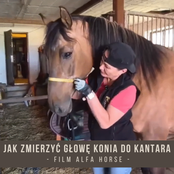 Jak_prawidlowo_zmierzyc_glowe_konia_do_kantara_sznurkowego_alfa_horse