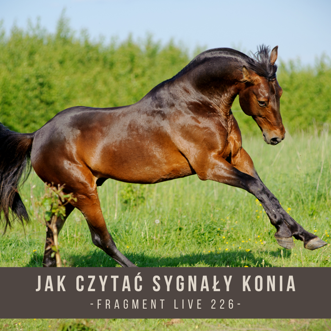 jak_czytac_sygnaly_konia