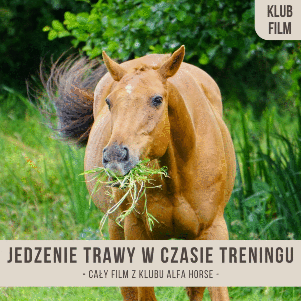 jedzenie_trawy_w_czsie_treningu