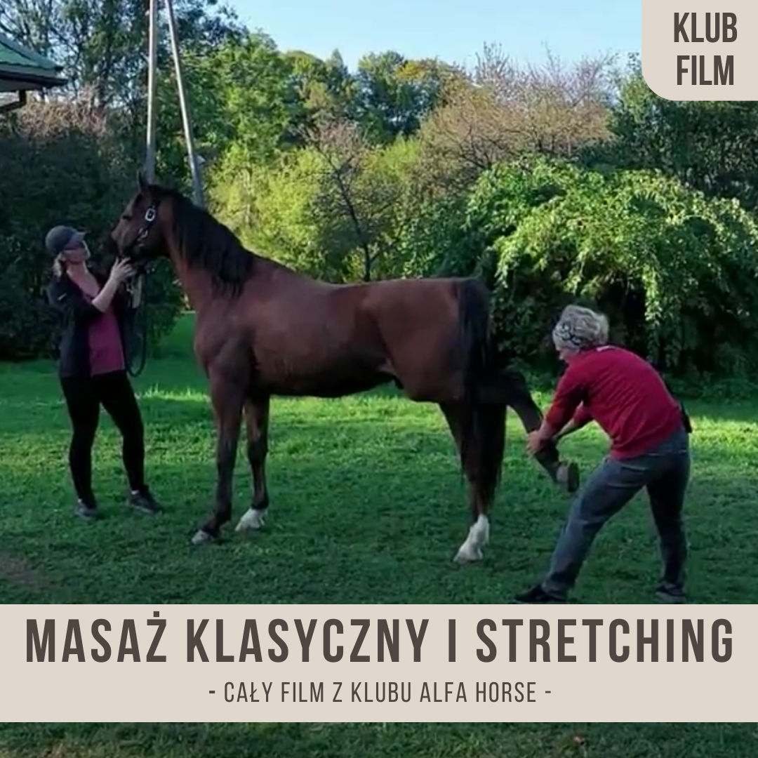 masaz_klasyczny_stretching_ilona_gajewska_alfa_horse