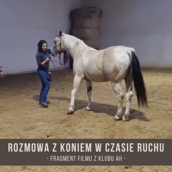rozmowa_z_koniem_w_czasie_ruchu