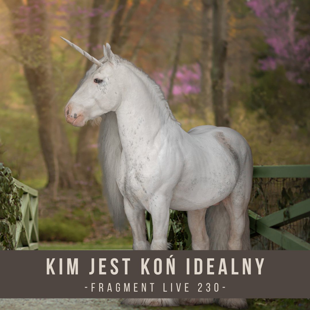 kim_jest_kon_idealny