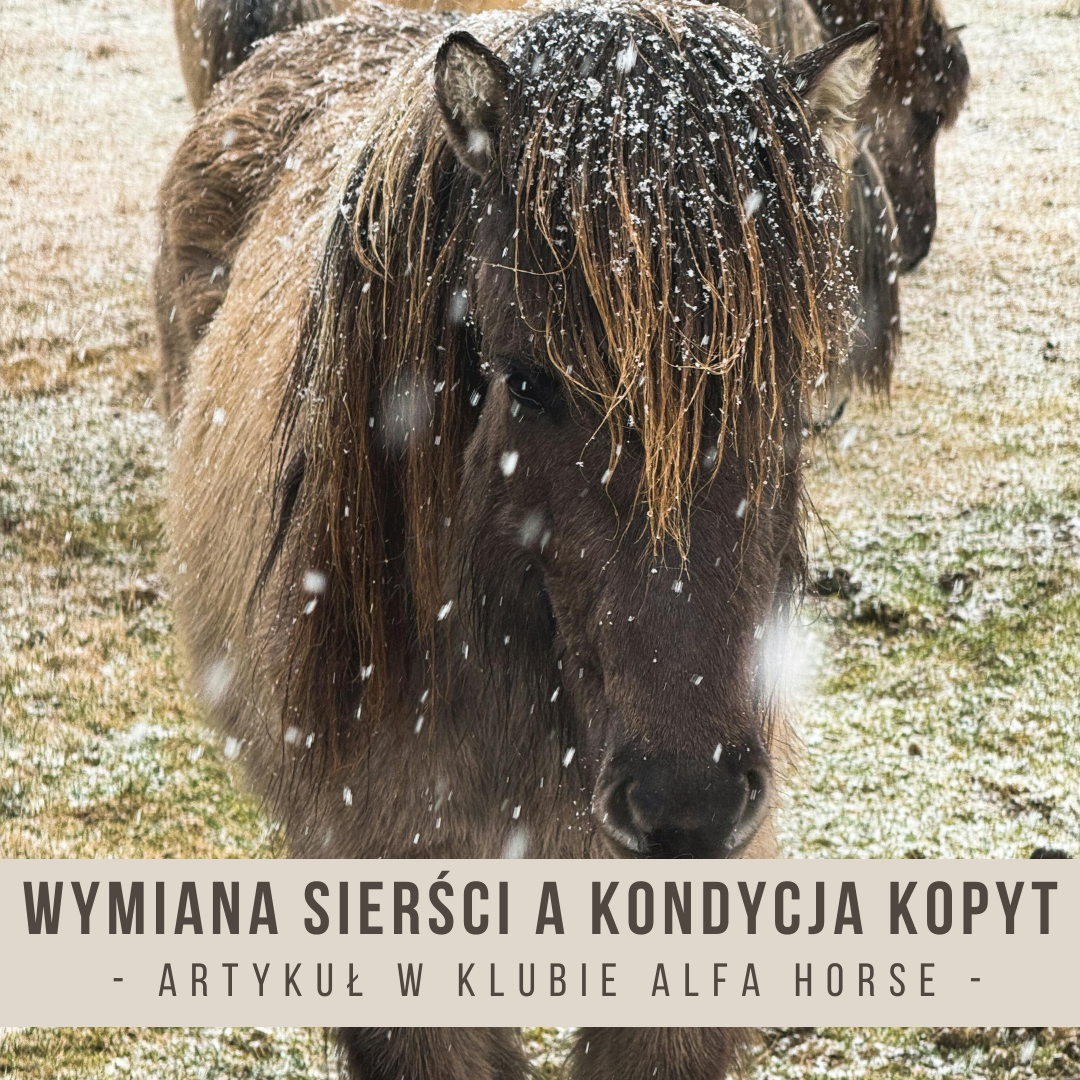 wymiana_siersci_a_kondycja_kopyt