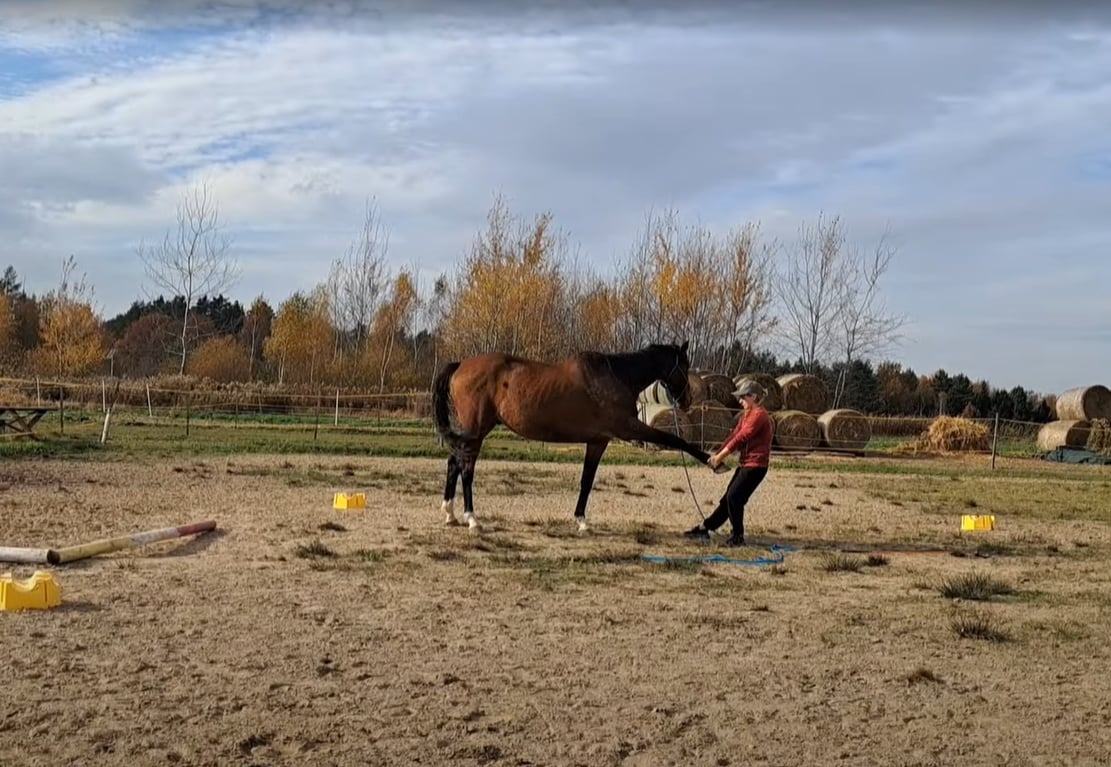 trening_konia_ze_zwyrodnieniami_stawów_alfa_horse
