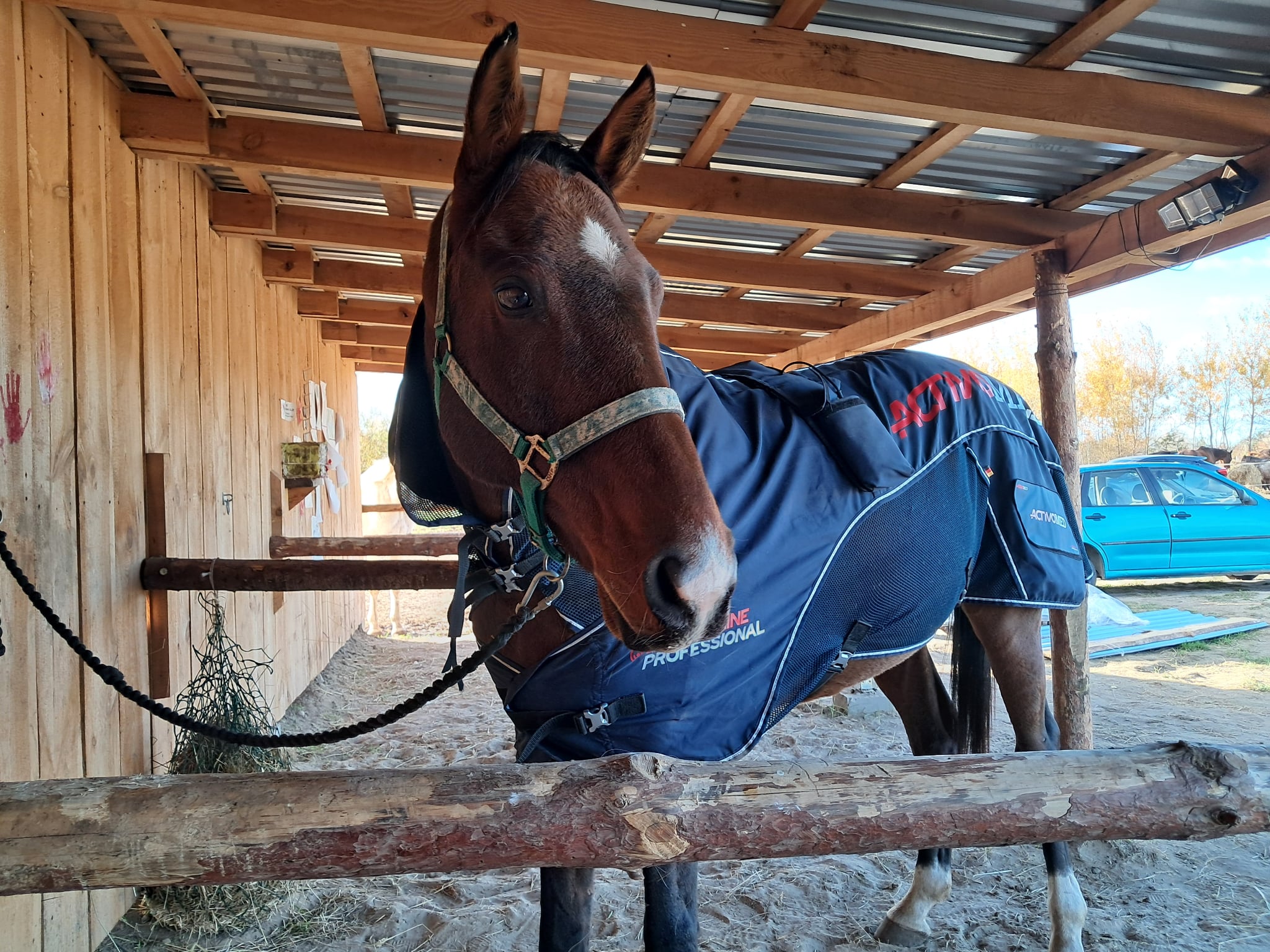 trening_konia_ze_zwyrodnieniami_stawów_alfa_horse