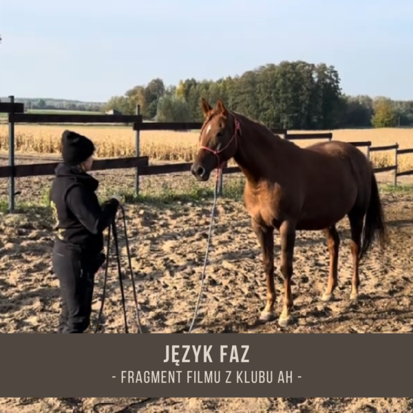 jezyk_faz