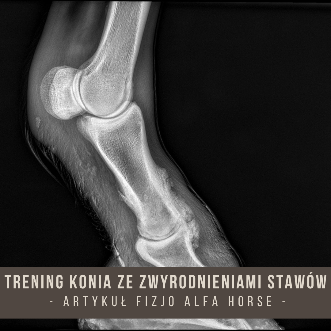trening_konia_ze_zwyrodnieniami_stawów_alfa_horse
