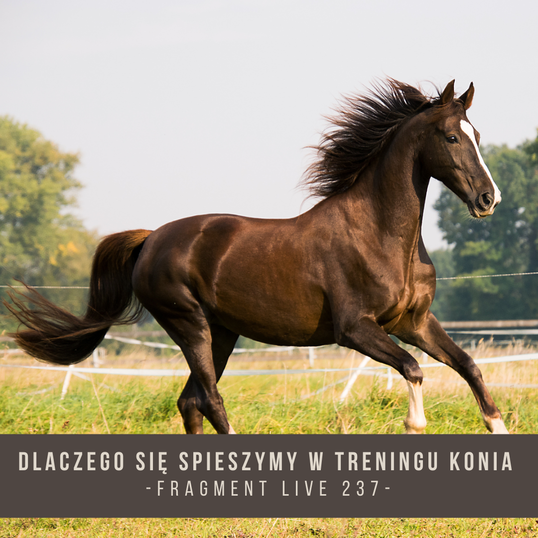 dlaczego_sie_spieszymy_w_treningu_konia