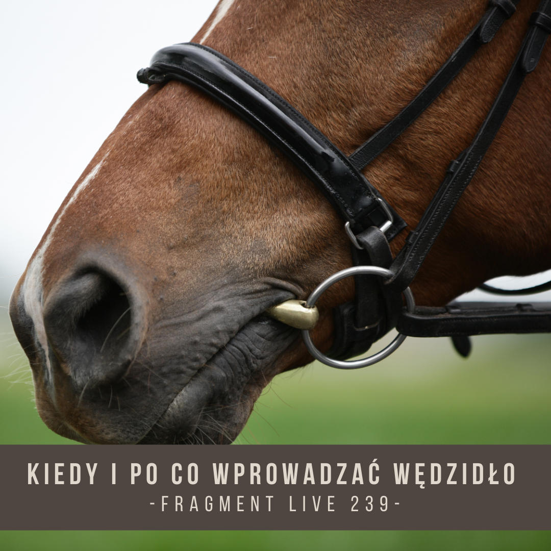 kiedy_i_po_co_wprowadzac_wedzidlo
