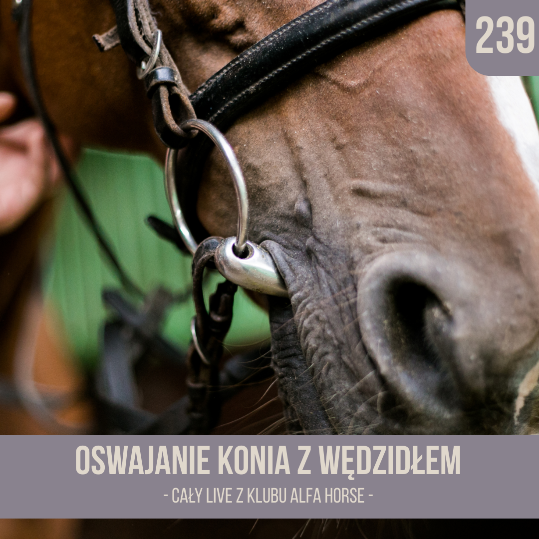 oswajanie_konia_z_wedzidlem