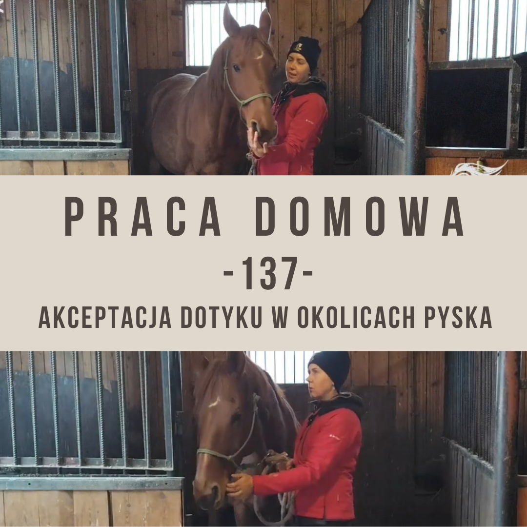 praca_domowa_137_akceptacja_dotyku_w_okolicach_pyska)alfa)horse