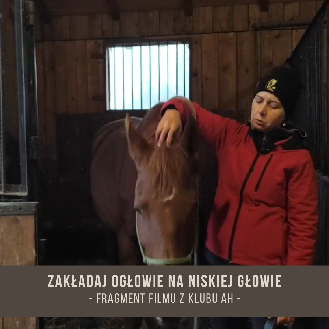 zakladaj_oglowie_na_niskiej_glowie