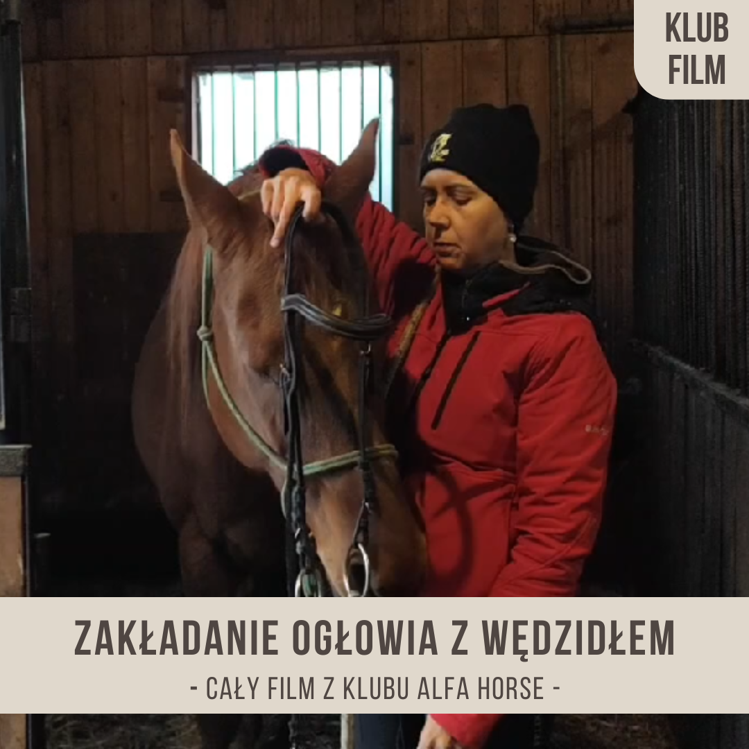 zakladanie_oglowia_z_wedzidlem