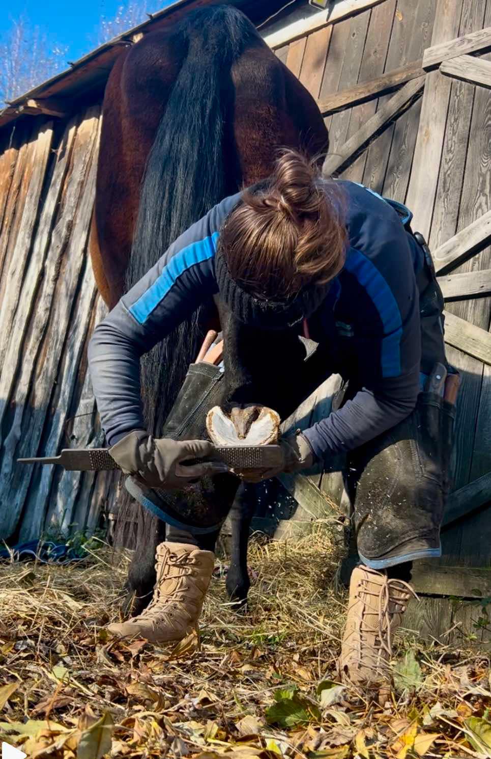 paulina_kowal_alfahorse