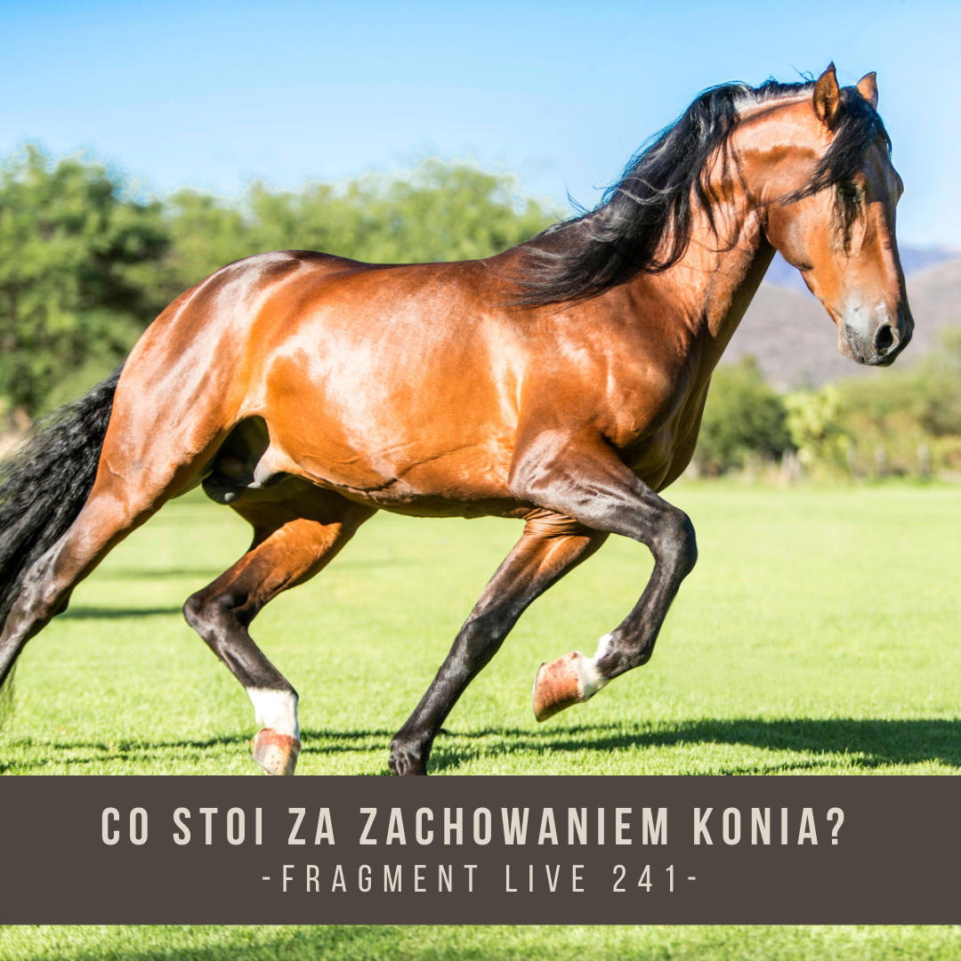 co_stoi_za_zachowaniem_konia