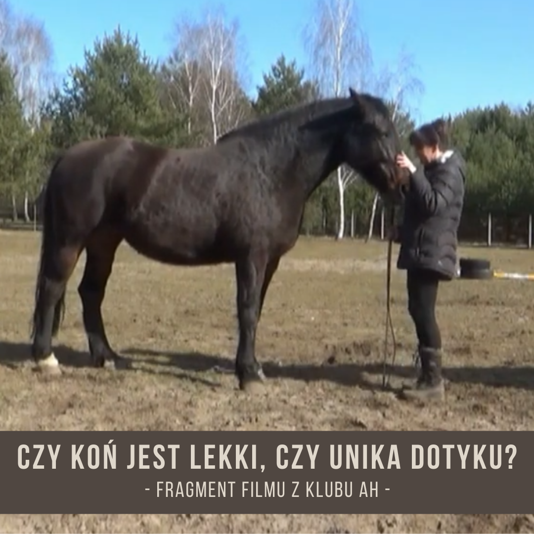 czy_kon_jest_lekki_czy_unika_dotyku_alfahorse