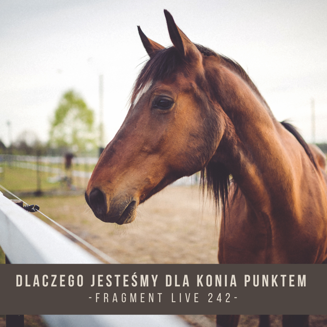 dlaczego_jestesmy_dla_konia_punkten