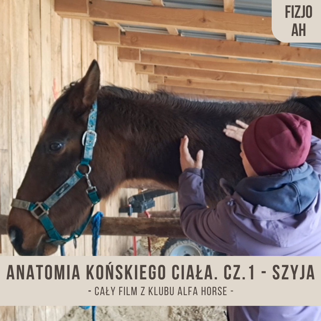 anatomia_konskiego_ciala_czesc_1_szyja_ilona_gajewska_alfahorse