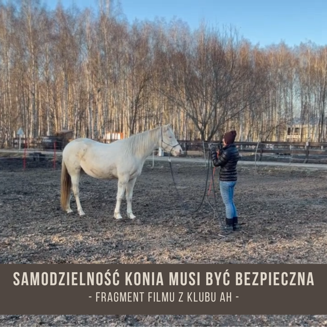 samodzielnosc_konia_musi_byc_bezpieczna