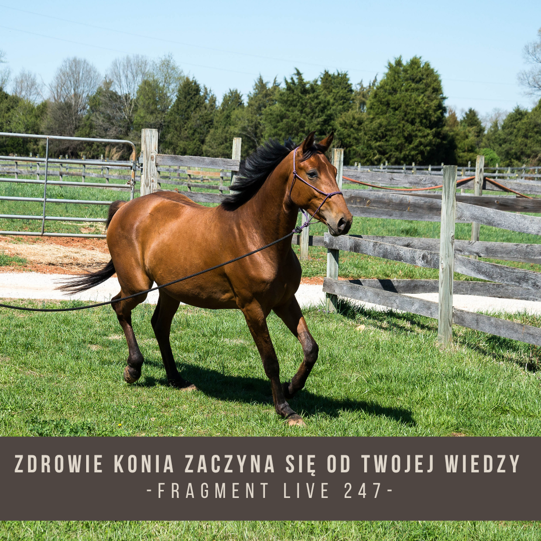 zdrowie_konia_zaczyna_sie_od_twojej_wiedzy