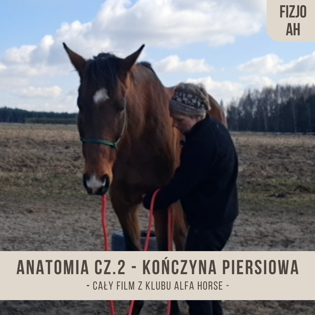 anatomia_konskiego_ciala+konczyna_piersiowa_alfahorse