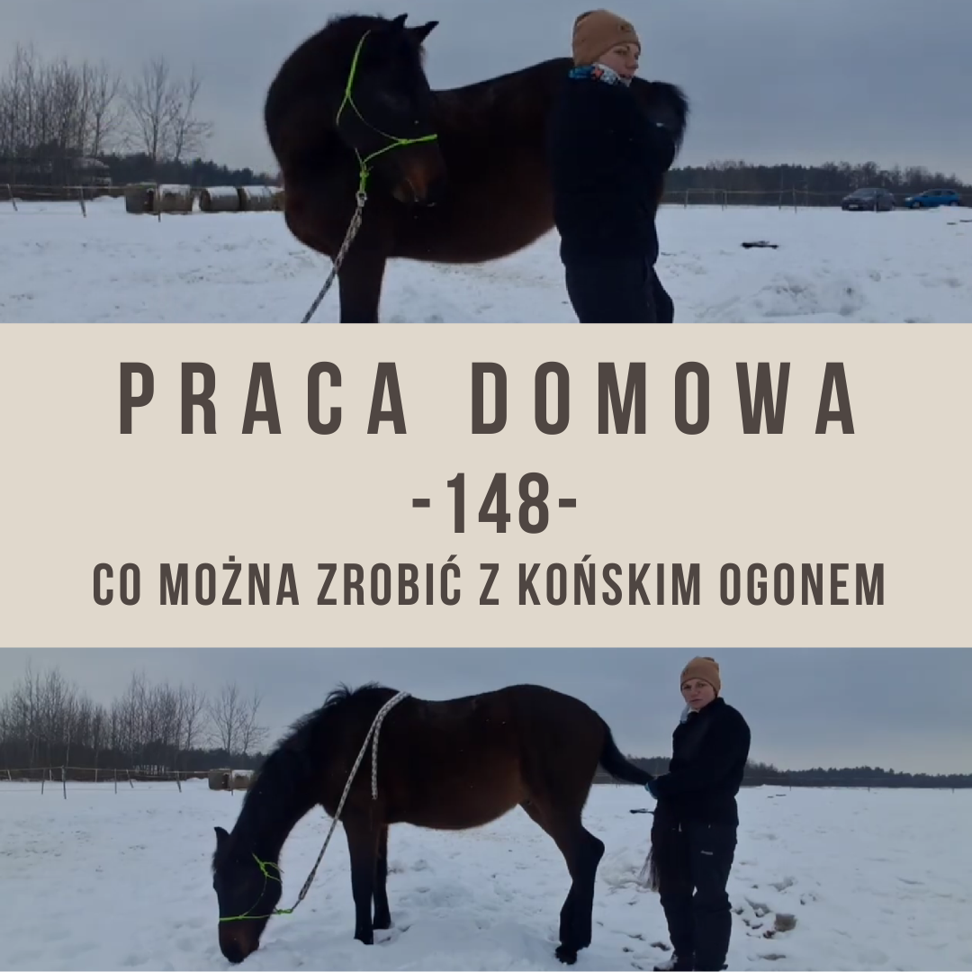 co_mozna_zrobic_z_konskim_ogonem_alfahorse