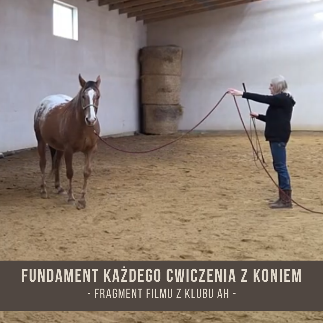 fundament_kazdego_cwiczenia_z_koniem