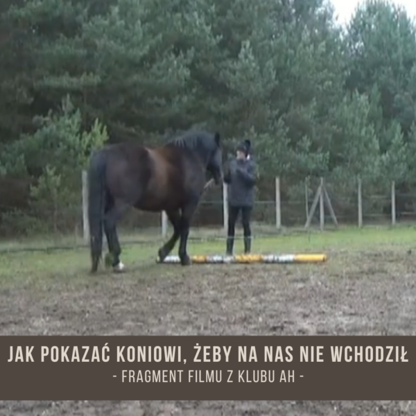 jak_pokazac_koniowi_zeby_na_nas_nie_wchodzil