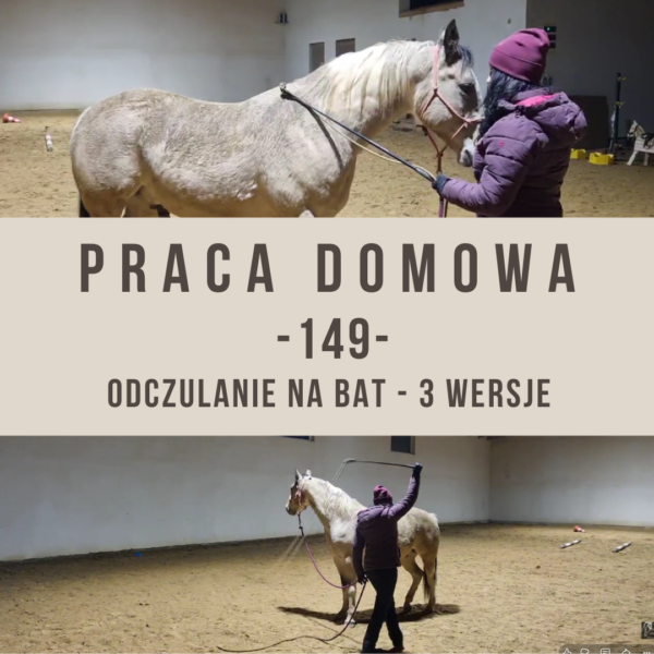 praca_domowa_149_odczulanie_na_bat_trzy_wersje_alfahorse