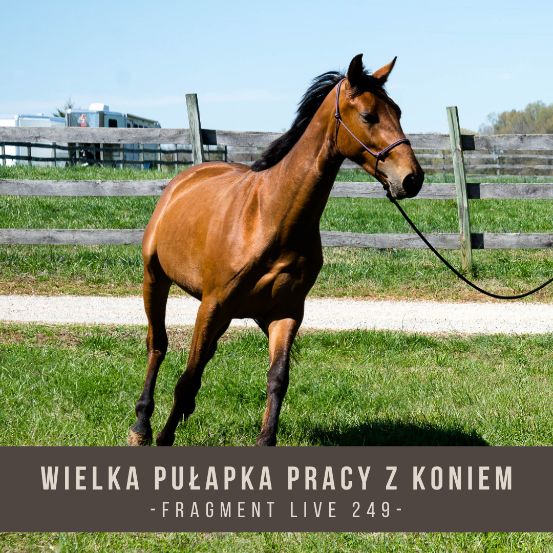 wielka_pulapka_pracy_z_koniem