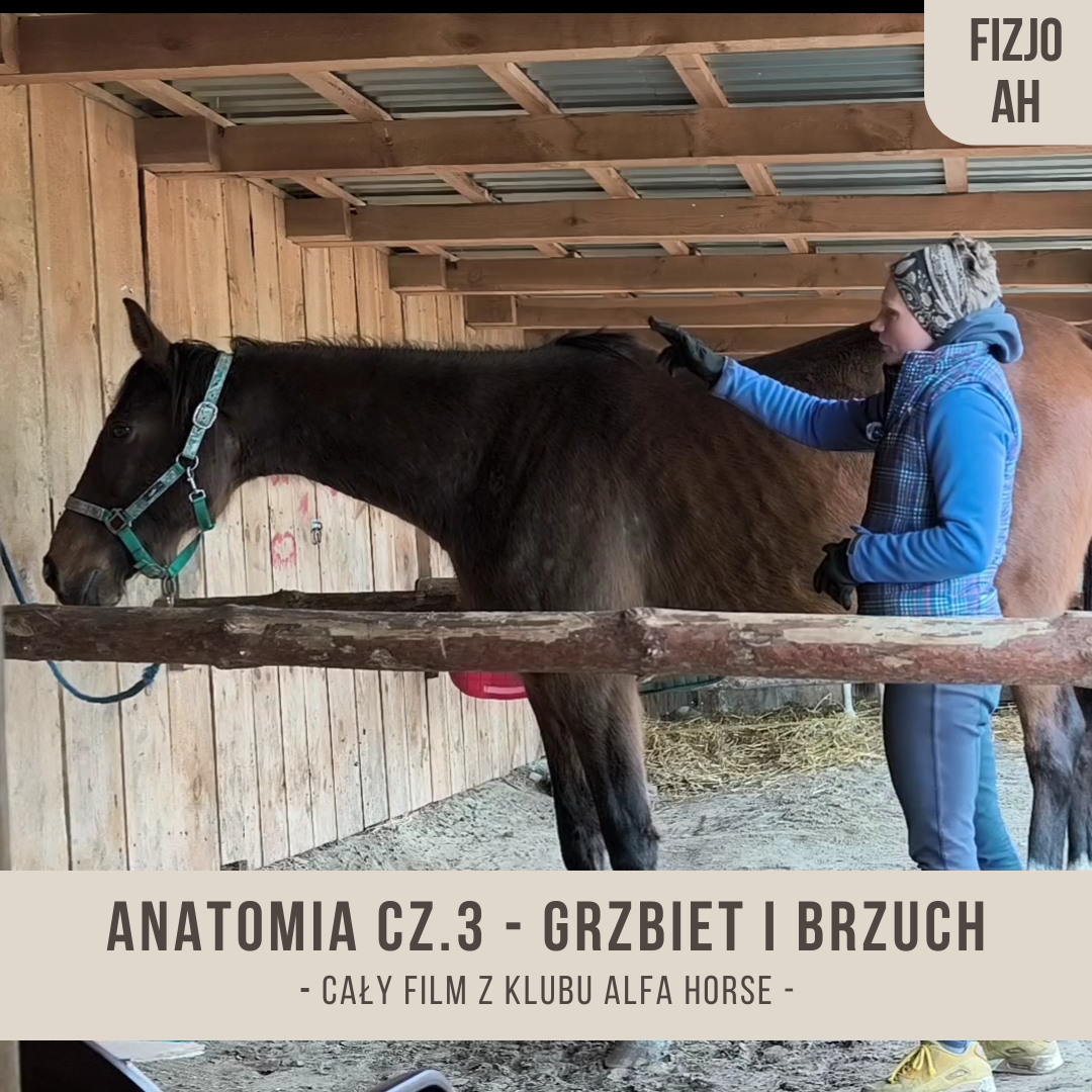 anatomia_ilona_grzbiet_brzuch_alfahorse