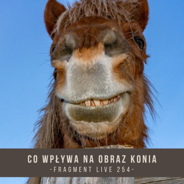 co_wplywa_na_obraz_konia