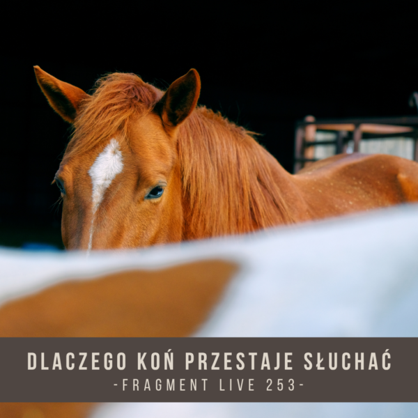 dlaczego_kon_przestaje_sluchac