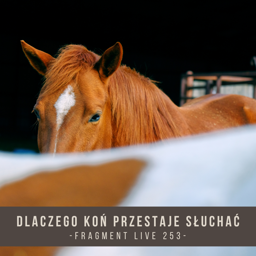 dlaczego_kon_przestaje_sluchac