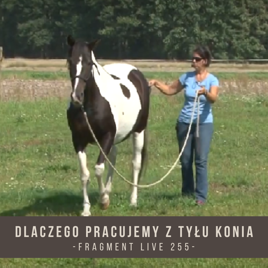 dlaczego_pracujemy_z_tylu_konia